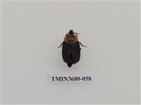 藏品(埋葬蟲)的圖片